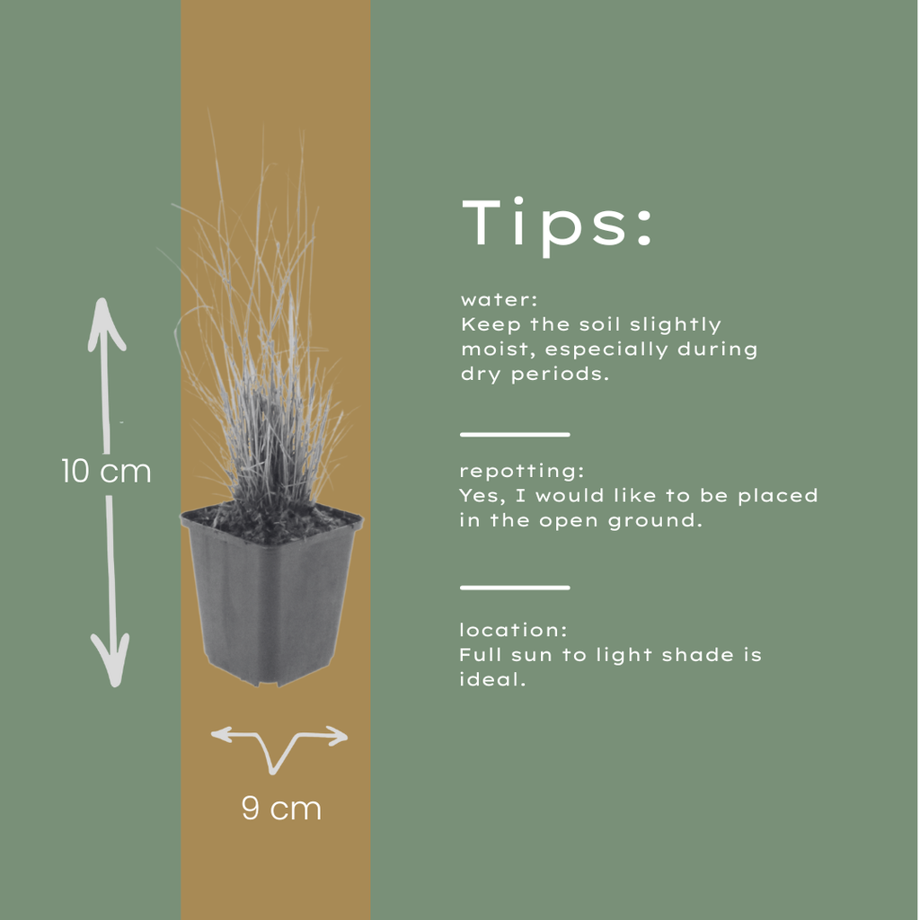 48x Calamagrostis brachytricha - ↕10-25cm - Ø9cm