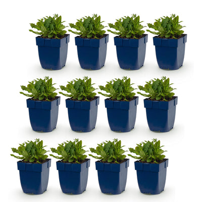 Green boutiQ - Perennial - Salvia nem. 'Schneehügel' - Sage - Bee and Butterfly Attractors - White - 12 Plants - Pot 11cm - Height 15-25cm