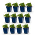 Green boutiQ - Perennial - Salvia nem. Schneehügel - Sage - Bee and Butterfly Attractors - White - 12 Plants - Pot 11cm - Height 15-25cm Bild 1