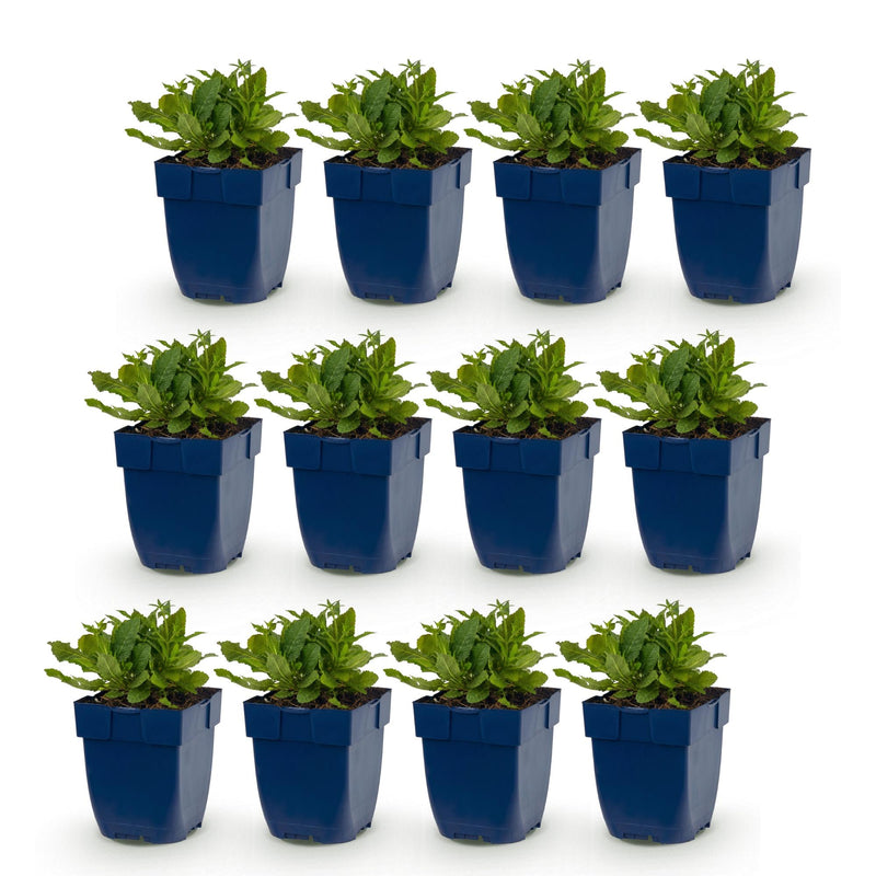 Green boutiQ - Perennial - Salvia nem. Schneehügel - Sage - Bee and Butterfly Attractors - White - 12 Plants - Pot 11cm - Height 15-25cm