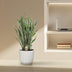 Sansevieria Laurentii, 100 cm, Grün mit gelbem Rand Bild 3