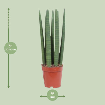 Sansevieria Straight im 12cm Topf - ca. 40cm hoch