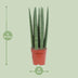 Sansevieria Straight im 12cm Topf - ca. 40cm hoch Bild 2