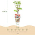 GreenboutiQ - Obstpflanzen - Rote Johannisbeere - Ribes rubrum Jonkheer van Tets - Winterhart - 3 Pflanzen - Topf 9 cm - Rote Johannisbeere Bild 3
