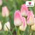 Tulpenbollen Dynasty – 20 Stuks | KH Bloembollen® | Roze Tulp – Elegant & Vol – Voor Tuin of Pot – Maat 11/12 – Vers van de Teler Bild 4