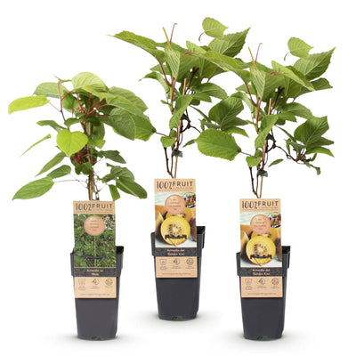 Green boutiQ - Obstpflanze - Actinidia Weiki & Golden Kiwi - Kiwi-Pflanze - 1 Männlich - 2 Weiblich - Pflanzen - Gelb - Topf 15cm - Höhe 50cm