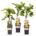 Green boutiQ - Obstpflanze - Actinidia Weiki & Golden Kiwi - Kiwi-Pflanze - 1 Männlich - 2 Weiblich - Pflanzen - Gelb - Topf 15cm - Höhe 50cm Bild 2