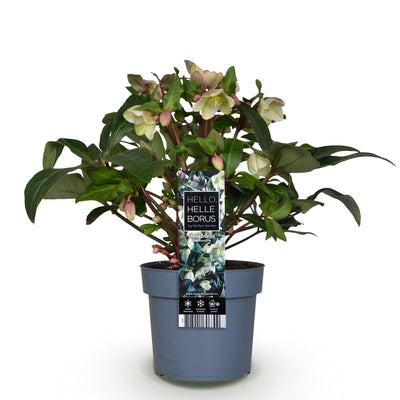 GreenboutiQ Lenten Rose Helleborus Diamfire Grüne Blüte Topf 19cm