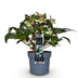 GreenboutiQ - Gartenpflanze - Lenten Rose - Helleborus Diamfire - Grüne Blüte - Immergrün - Topf 19cm Höhe 40cm Bild 2