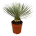 Yucca Rostrata auf Stamm - 70 cm - Ø27 Bild 2