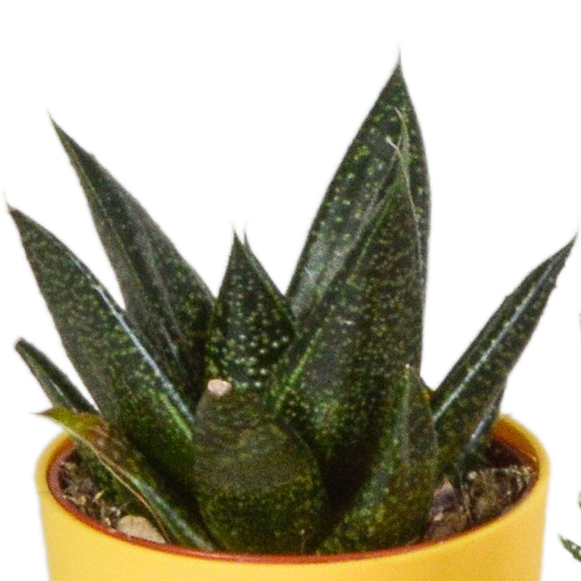 Gasteria/Haworthia-Mischung 5,5cm - 5x - in gekleurde plasticpot