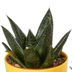 Gasteria/Haworthia-Mischung 5x im bunten Topf (5,5 cm) Bild 3