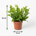 Green boutiQ - Asplenium Crispy Wave - Krauser Wellenfarn - 2 Pflanzen - Topf 12cm - Höhe - 30cm Bild 5
