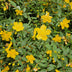 12x Hypericum dummeri 'Peter Dummer' - ↕10-25cm - Ø9cm Bild 6