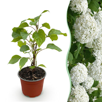 Hydrangea arborescens 'Annabelle' - Winterharte Hortensie, weiß, 12cm Topf