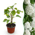 Hydrangea arborescens 'Annabelle' - Winterharte Hortensie, weiß, 12cm Topf Bild 1