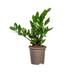 ZZ Pflanze (Zamioculcas Zamiifolia) Ø17cm, 40-50cm - pflegeleicht & robust Bild 1