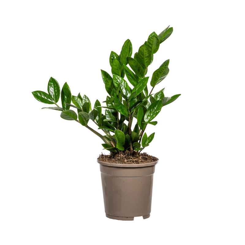 ZZ Pflanze (Zamioculcas Zamiifolia) Ø17cm, 40-50cm - pflegeleicht & robust