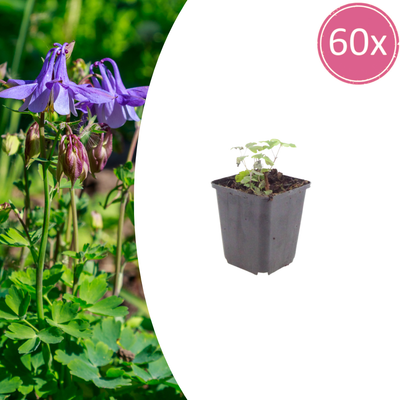 60x Akelei (Aquilegia vulgaris) - 10-25cm - Ø9cm