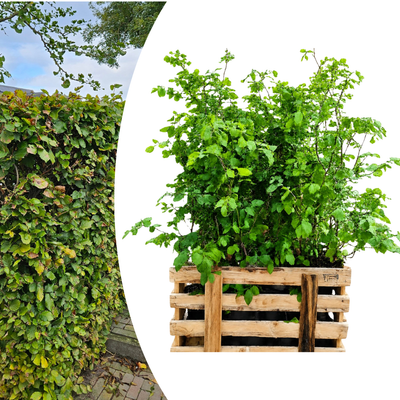 Paletten-Angebot Heckenpflanzen: 50 Fagus sylvatica ↕60-80 - Ø 19cm | Mini-Palette