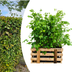 Paletten-Angebot Heckenpflanzen: 50 Fagus sylvatica ↕60-80 - Ø 19cm | Mini-Palette Bild 2
