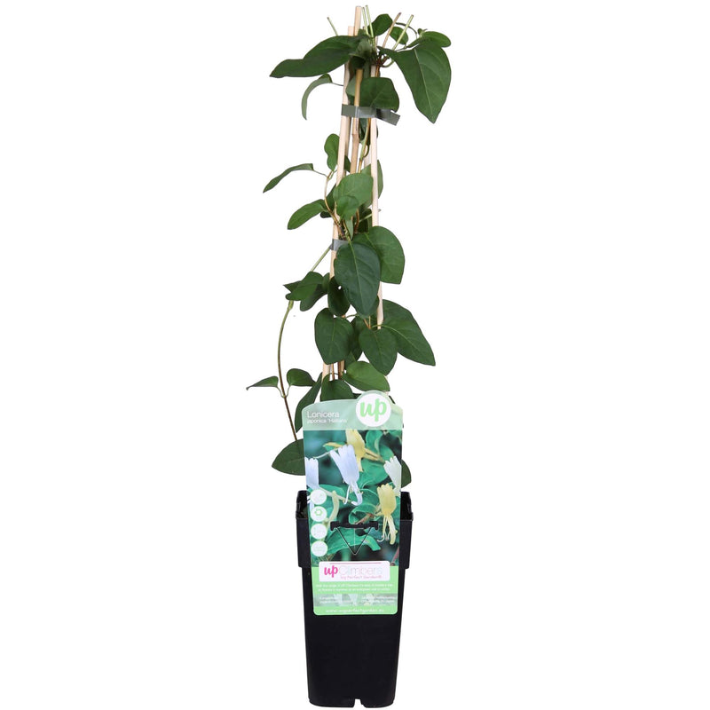 Japanisches Geißblatt 'Halliana' (Lonicera japonica) - 15cm Topf, 65cm Höhe