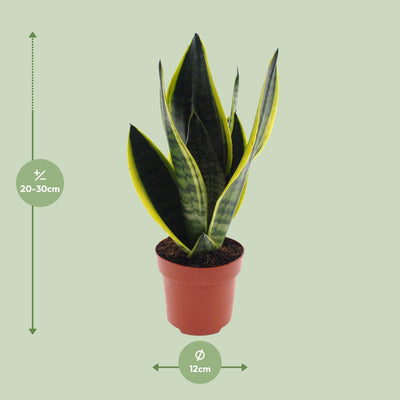 Sansevieria Futura Superba: pflegeleichte Grünpflanze, 30cm