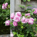 3x Kletterrose 'Crazy in Love' Pink, ↨65cm, Ø15cm Bild 2
