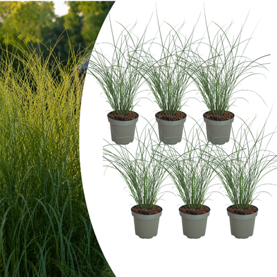 6x Miscanthus sinensis 'Gracillimus' – Elegant ornamental grass with gracefully arching leaves | Pot size 12 cm