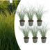 6x Miscanthus sinensis ‚Gracillimus‘ – Elegantes Prachtgras mit anmutig herabhängenden Blättern | Topfgröße 12 cm Bild 1