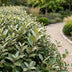 XXL Economy Bundle: 104x Green boutiQ Eleagnus ebbingei Compacta (Silverberry) - Evergreen Hedging Plants - Grey - 25-35cm (9cm Pot) Bild 5