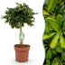 Green boutiQ - Zimmerpflanzen - Schefflera Gold Capelle - Fingerbaum - Wenig Pflege - Grün - Gold - 1 Pflanze - Topf 21cm - Höhe 70-81cm Bild 1