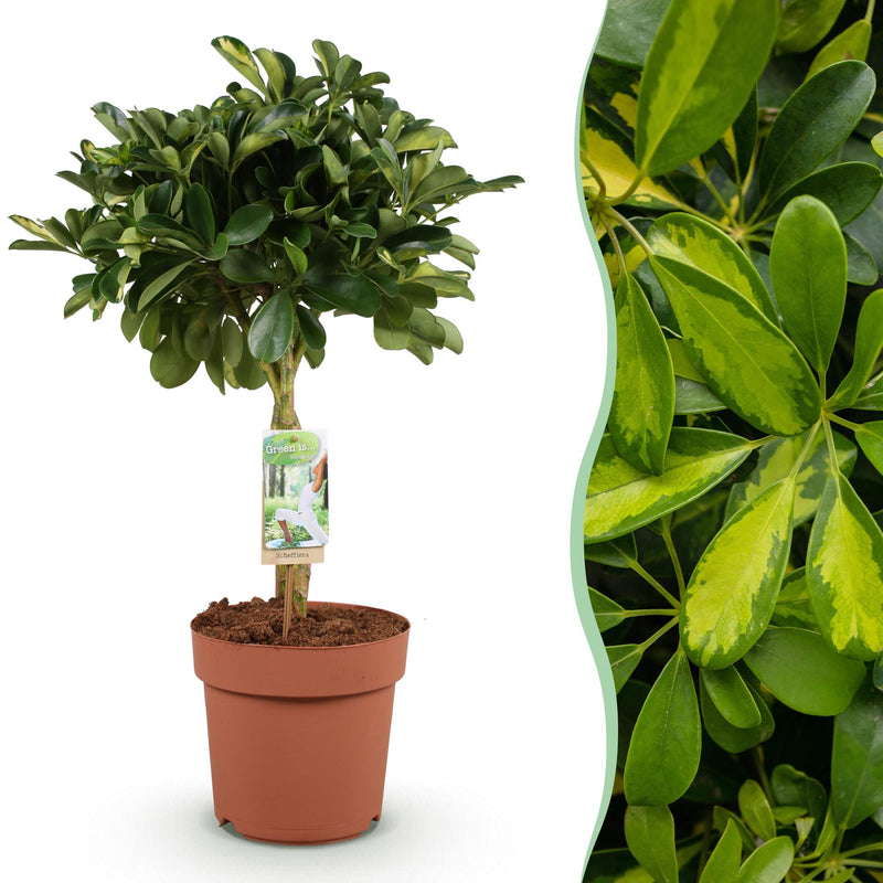 Green boutiQ - Zimmerpflanzen - Schefflera Gold Capelle - Fingerbaum - Wenig Pflege - Grün - Gold - 1 Pflanze - Topf 21cm - Höhe 70-81cm