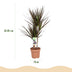 Green boutiQ - Indoor Plants - Dracaena Magenta - Dragon Tree - Low Maintenance - Red - 2 Plants - Pot 17cm - Height 70-80cm Bild 3