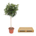 Schefflera Arboricola Compacta Baum - 190 cm - Ø45 Bild 4