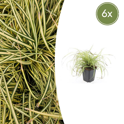 6x Carex 'Evergold' Ziergras - 10-25cm - Ø9cm