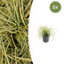 6x Carex 'Evergold' Ziergras - 10-25cm - Ø9cm Bild 1