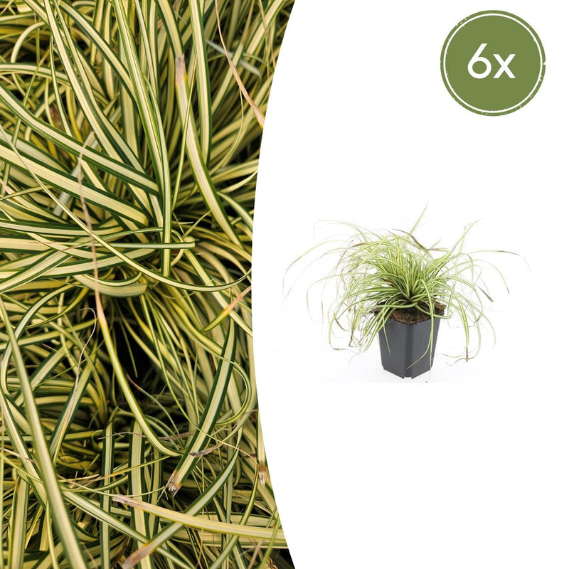 6x Carex 'Evergold' Ziergras - 10-25cm - Ø9cm