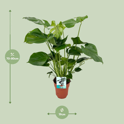 Monstera Deliciosa Fensterblatt Zimmerpflanze, 60 cm hoch