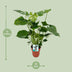 Monstera Deliciosa Fensterblatt Zimmerpflanze, 60 cm hoch Bild 2