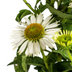 Echinacea purpurea White Ø19cm - ↕60 - 70cm Bild 4