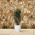 Oleander Busch 'Nerium Oleander' – 180cm, Ø40cm Topf Bild 4