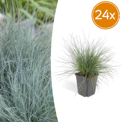 24x Blauschwingel 'Elijah Bleu' (10-25cm) - Ziergras für Ihren Garten