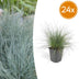 24x Blauschwingel 'Elijah Bleu' (10-25cm) - Ziergras für Ihren Garten Bild 1