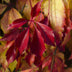 Parthenocissus henryana Keilschwanzrebe Ø15cm, ↕65cm Bild 6