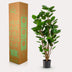 Kunstpflanze Polyscias Aralia, 105 cm – Grüner Blickfang für Ihr Zuhause Bild 5