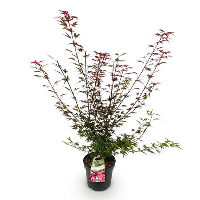 Green boutiQ - Garden Plant - Acer palmatum Shaina - Japanese Maple - Deciduous - Red - 1 - Pot 26cm - Height 90cm