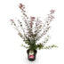 Green boutiQ - Gartenpflanze - Acer palmatum Shaina - Japanischer Ahorn - Laubabwerfend - Rot - 1 - Topf 26cm - Höhe 90cm Bild 2
