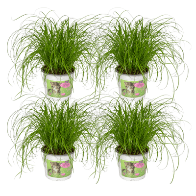 Katzengras (Cyperus Alternifolius) - 4er Packung, 20cm hoch