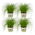 Katzengras (Cyperus Alternifolius) - 4er Packung, 20cm hoch Bild 1